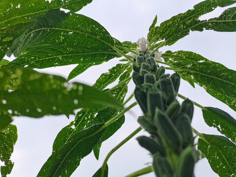 芝麻花荚