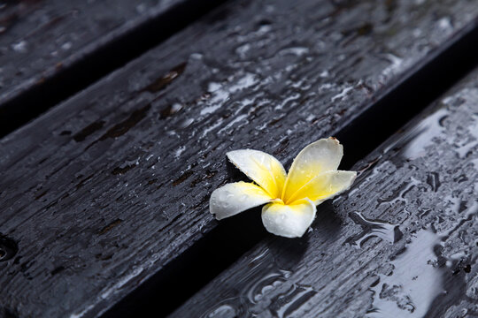 雨中的鸡蛋花