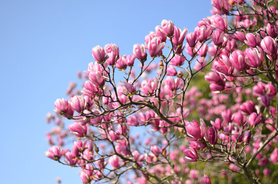 玉兰花开