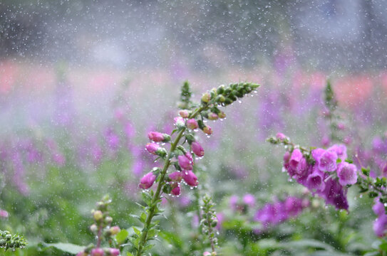 雨中的风铃花