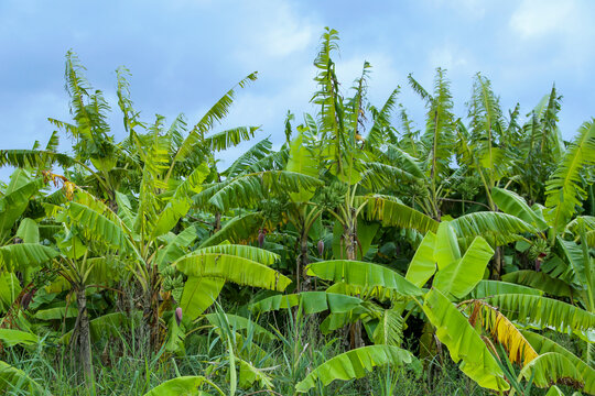 香蕉树