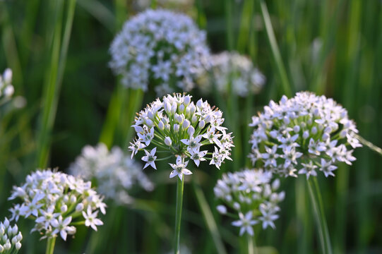 菜地里的韭菜花