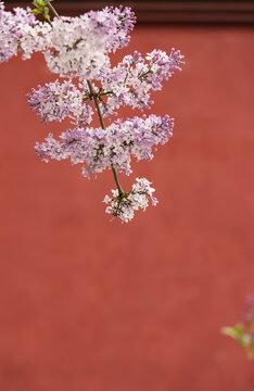 丁香花