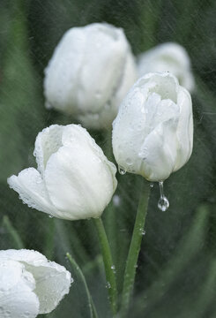 郁金香花