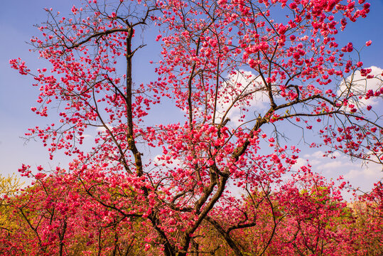 云南樱花