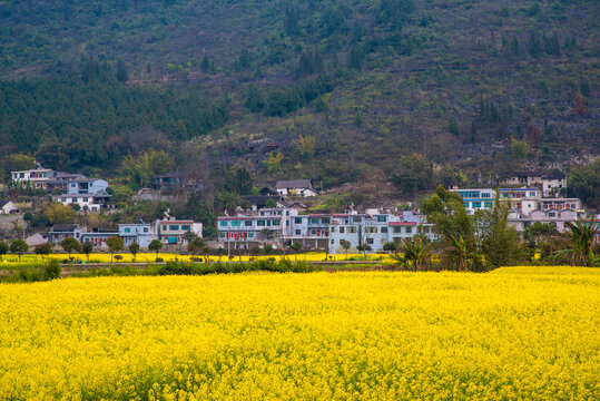 春天的田野