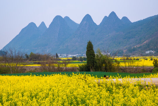 春天的田野