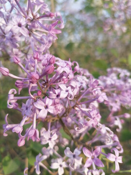 丁香花