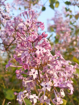 丁香花