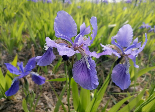 鸢尾花