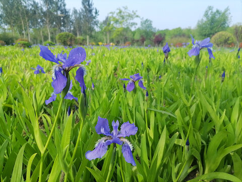 鸢尾草