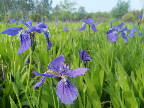 紫色鸢尾花