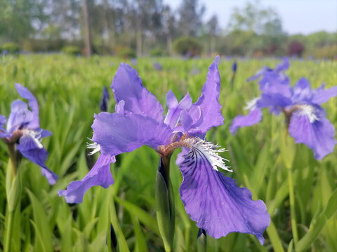 鸢尾花