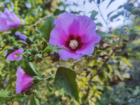 木槿花