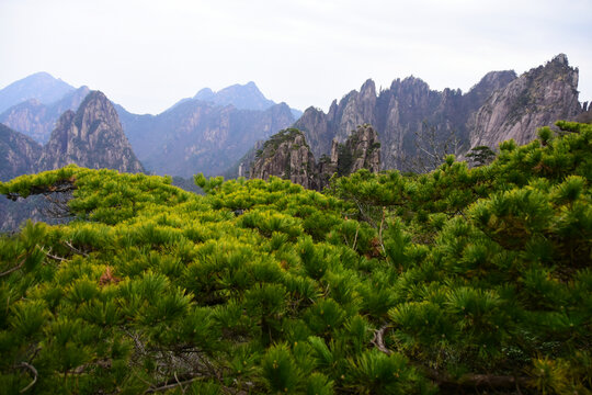 黄山