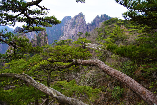 黄山美景