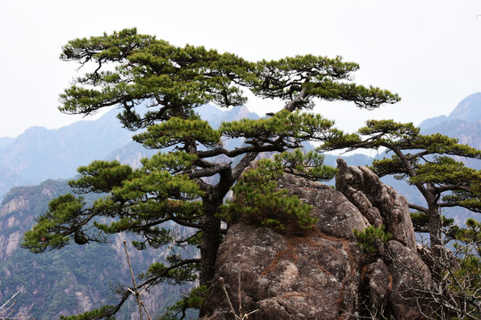 黄山美景