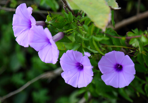 牵牛花