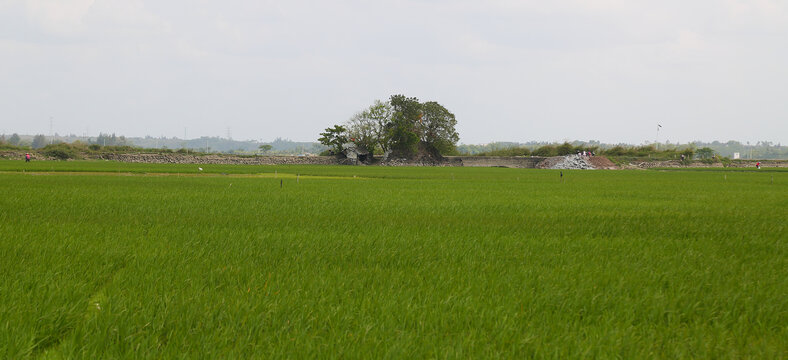 田园稻田