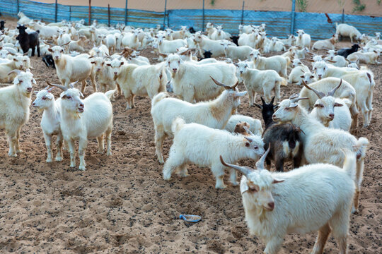 羊圈里的羊群