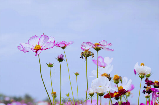 波斯菊花