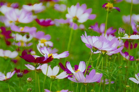 波斯菊花