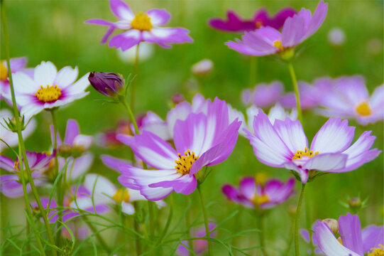 格桑花特写