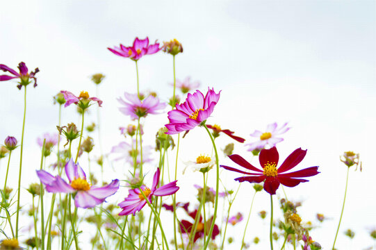 格桑花