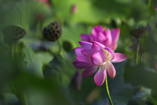 荷花与莲蓬图片