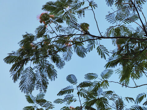 树枝背景