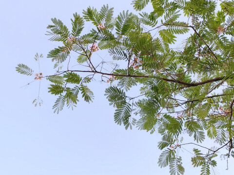 仰拍树枝