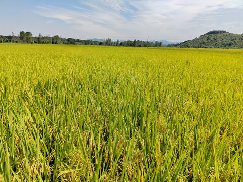 稻田