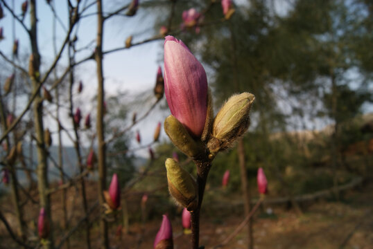 木棉花