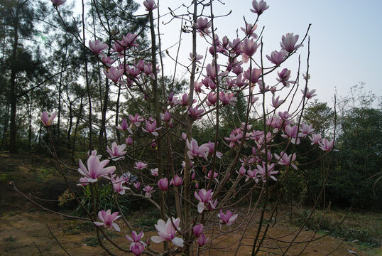 木棉花