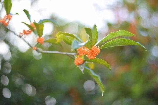 桂花