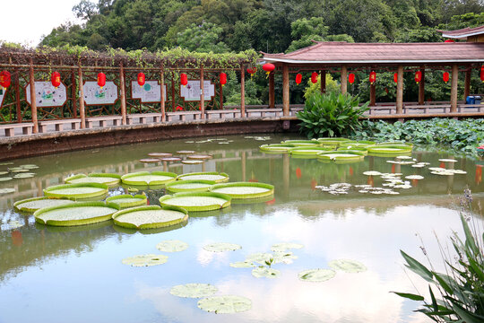 莲花山莲池