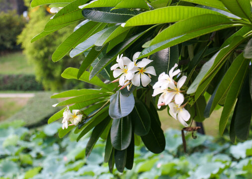 白鸡蛋花