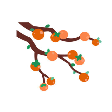 秋季節(jié)氣柿子樹(shù)和樹(shù)枝插畫元素