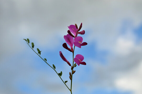 山竹子花