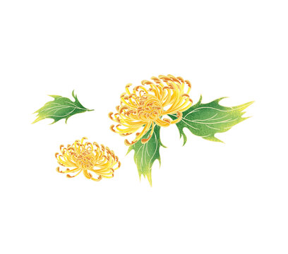 手繪菊花元素插畫