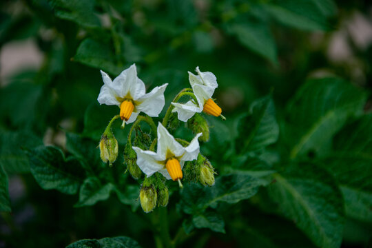 洋芋花