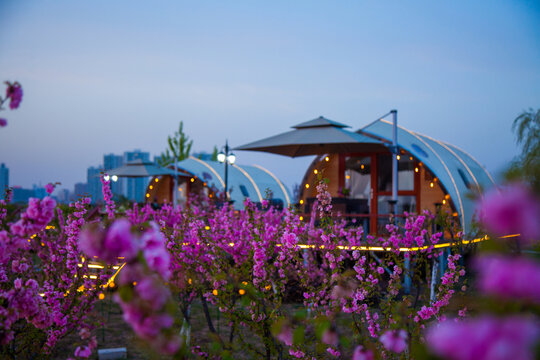 桃花中的帐篷小屋