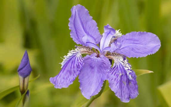 紫花