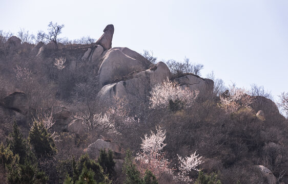 山桃花