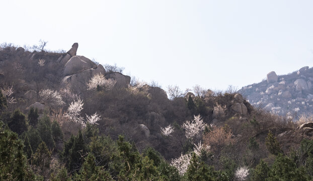 山桃花