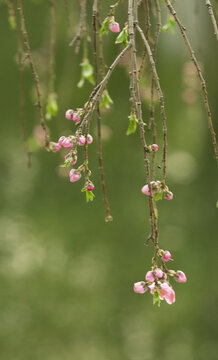 桃花树