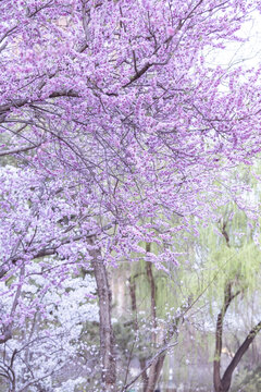 桃花树