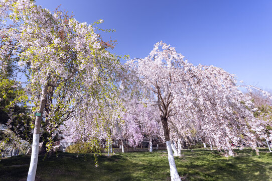 樱花