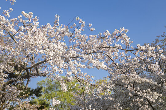 樱花树