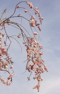 垂枝樱花